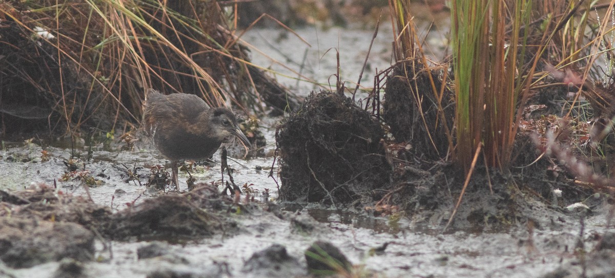 Virginia Rail - ML321311351