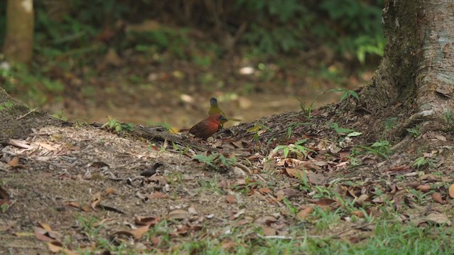 ノドアカアリフウキンチョウ - ML321313081