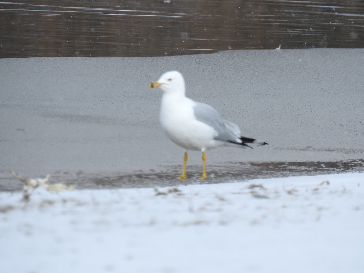 Ring-billed Gull - Sharon Dewart-Hansen