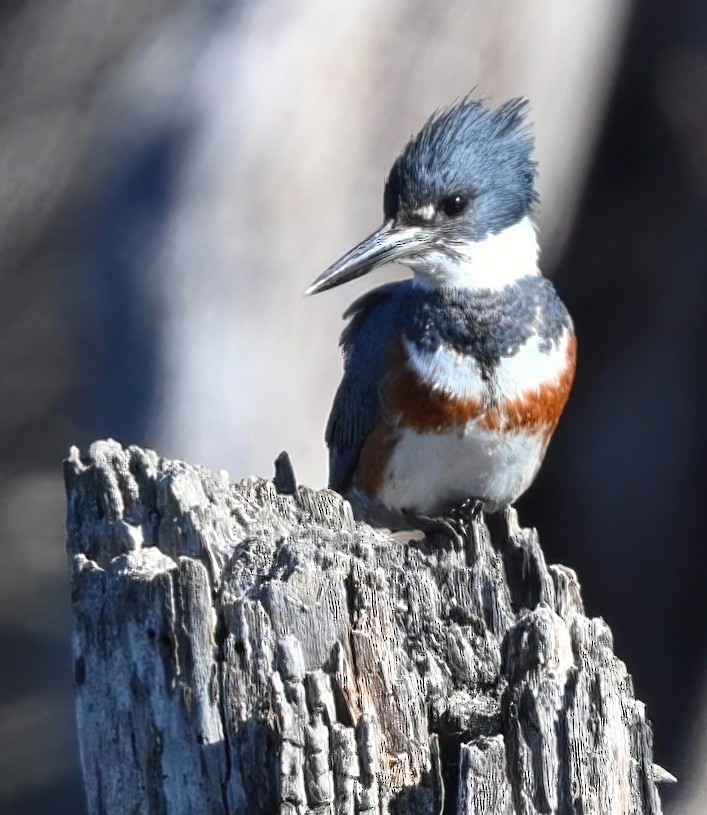 Belted Kingfisher - ML321323411