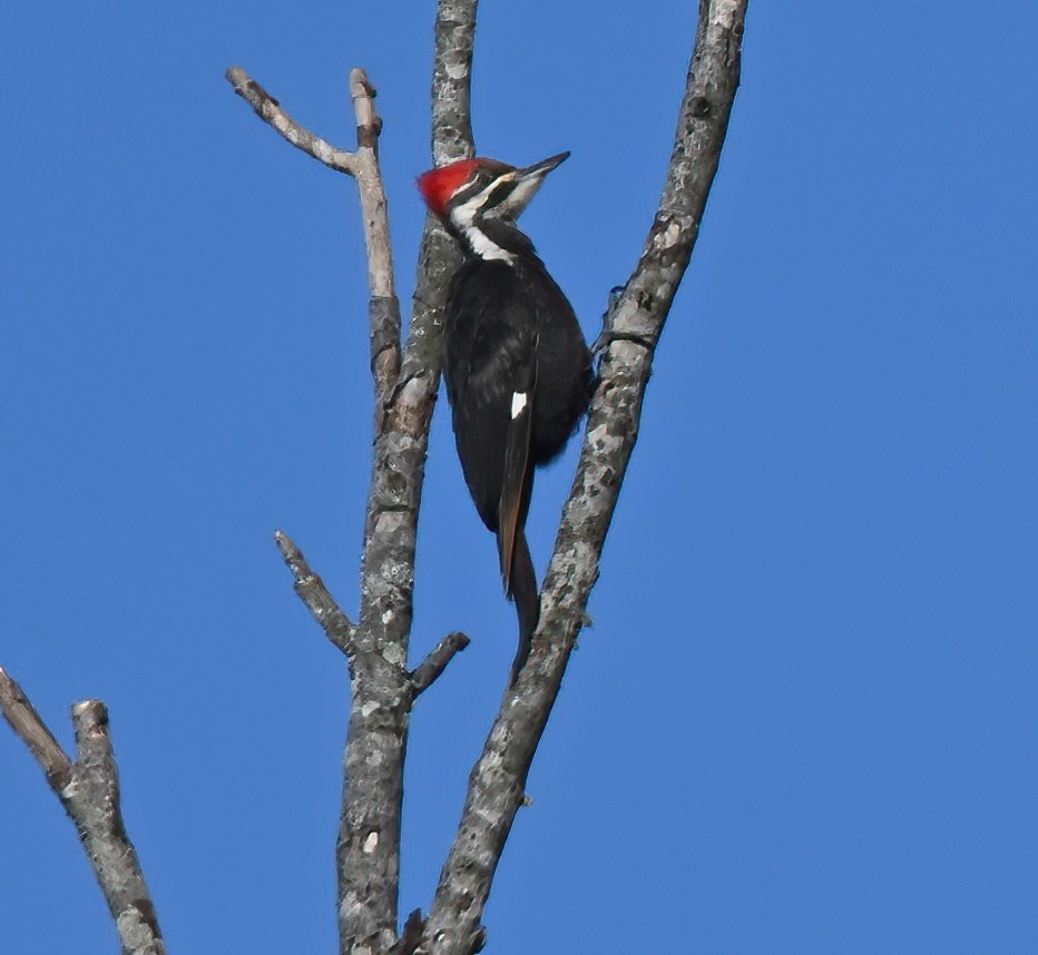 Pileated Woodpecker - ML321323571
