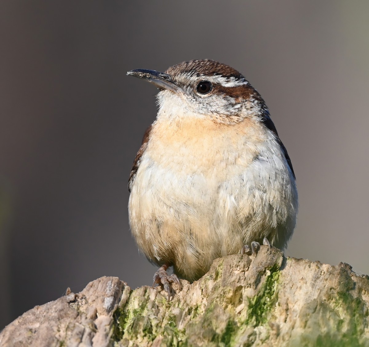 Carolina Wren - ML321323751