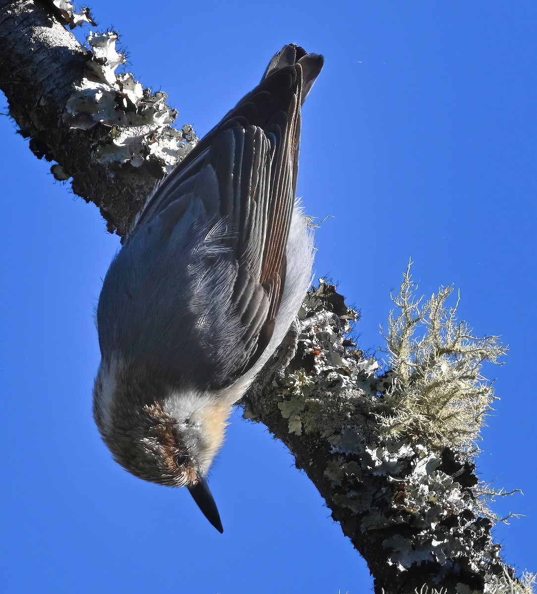 Brown-headed Nuthatch - ML321324691