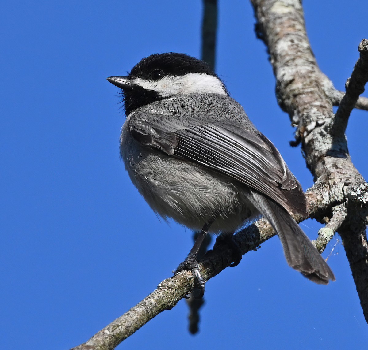 Carolina Chickadee - ML321324841