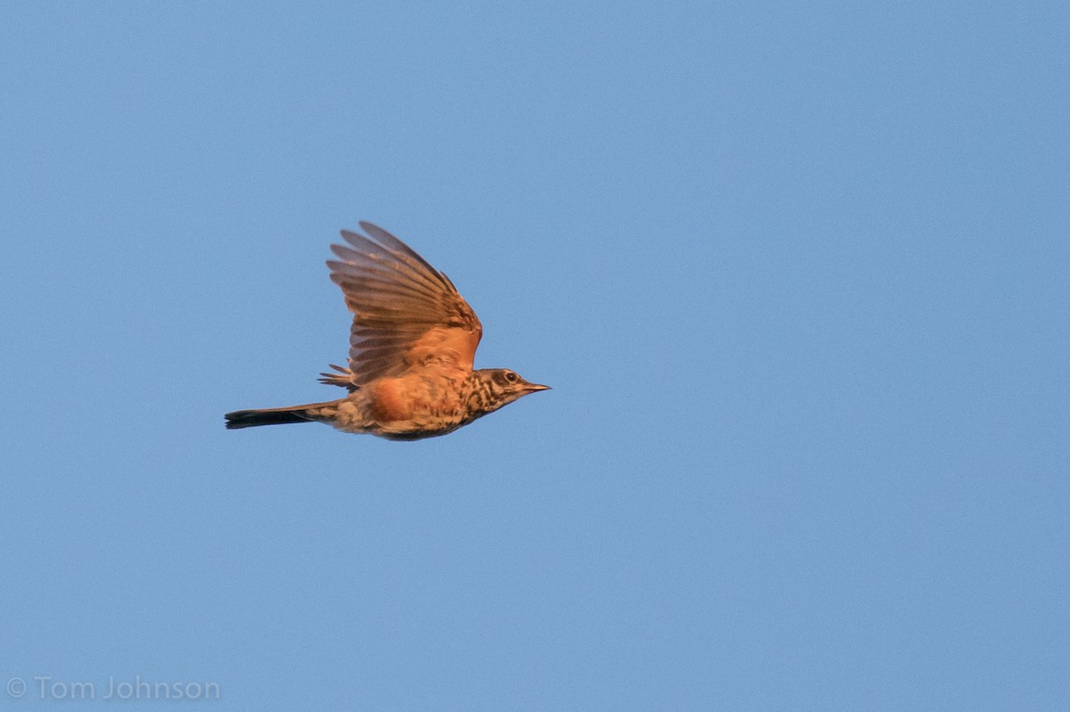 American Robin - ML32132541