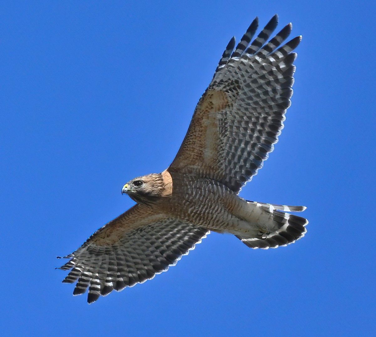 Red-shouldered Hawk - ML321325561