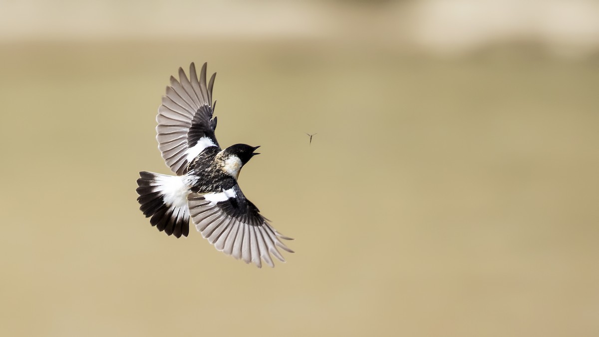 Siberian Stonechat - ML321326001