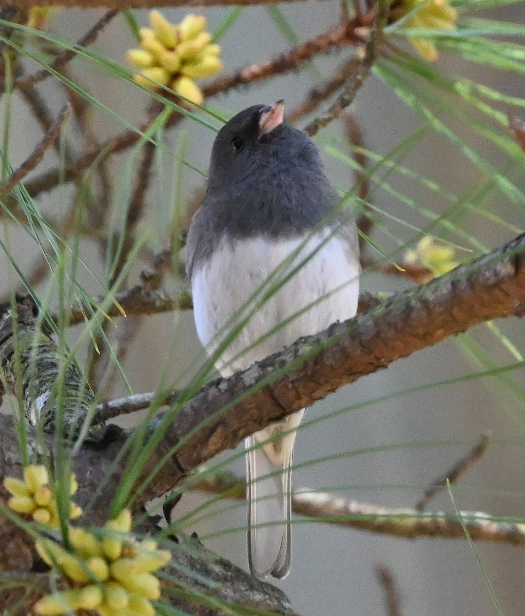Dark-eyed Junco - ML321326341