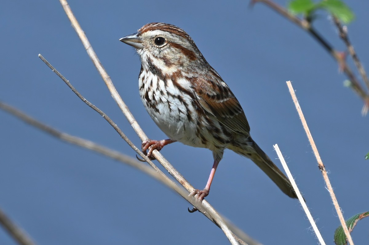 Song Sparrow - ML321326521
