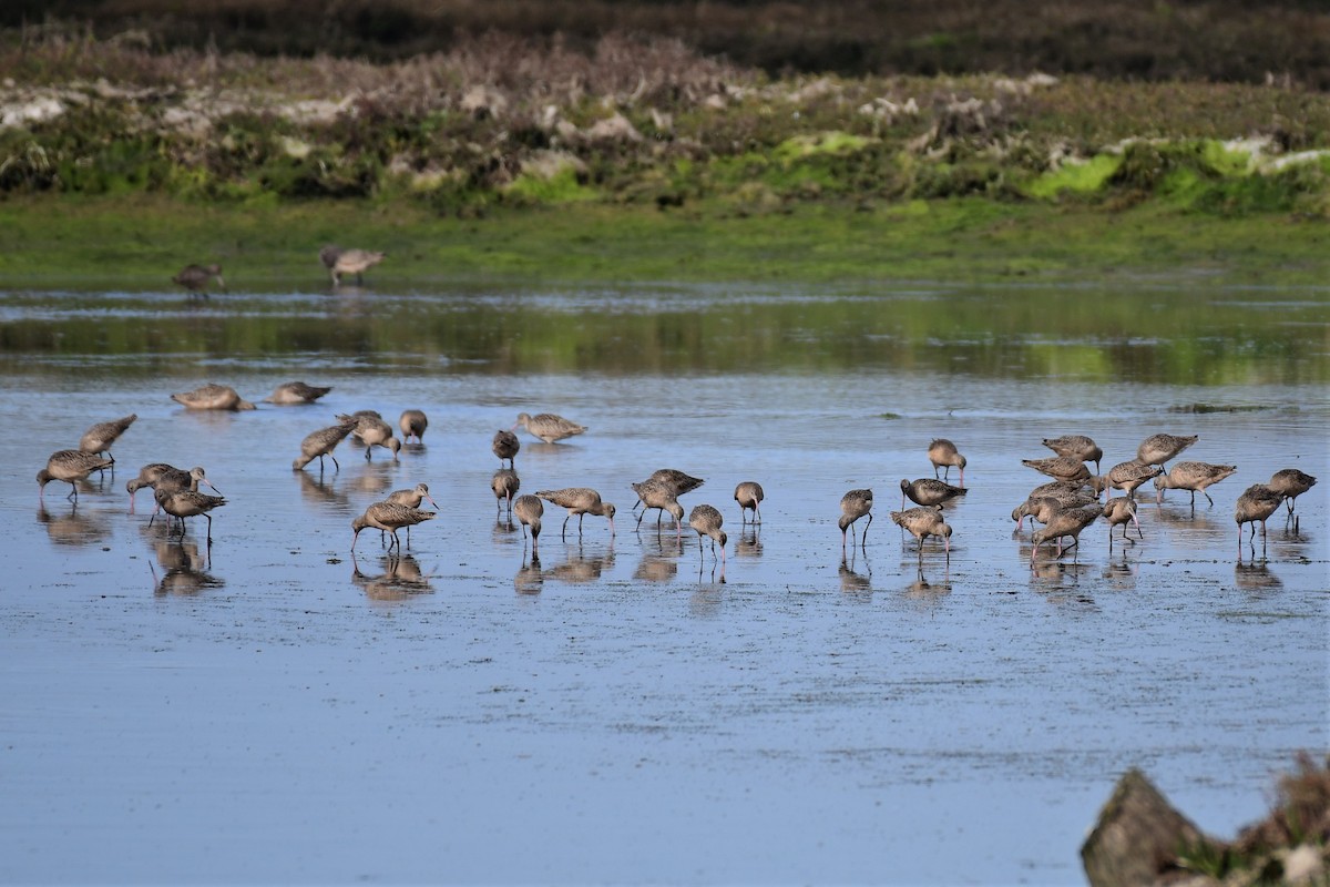 Marbled Godwit - Kelly Kirkpatrick