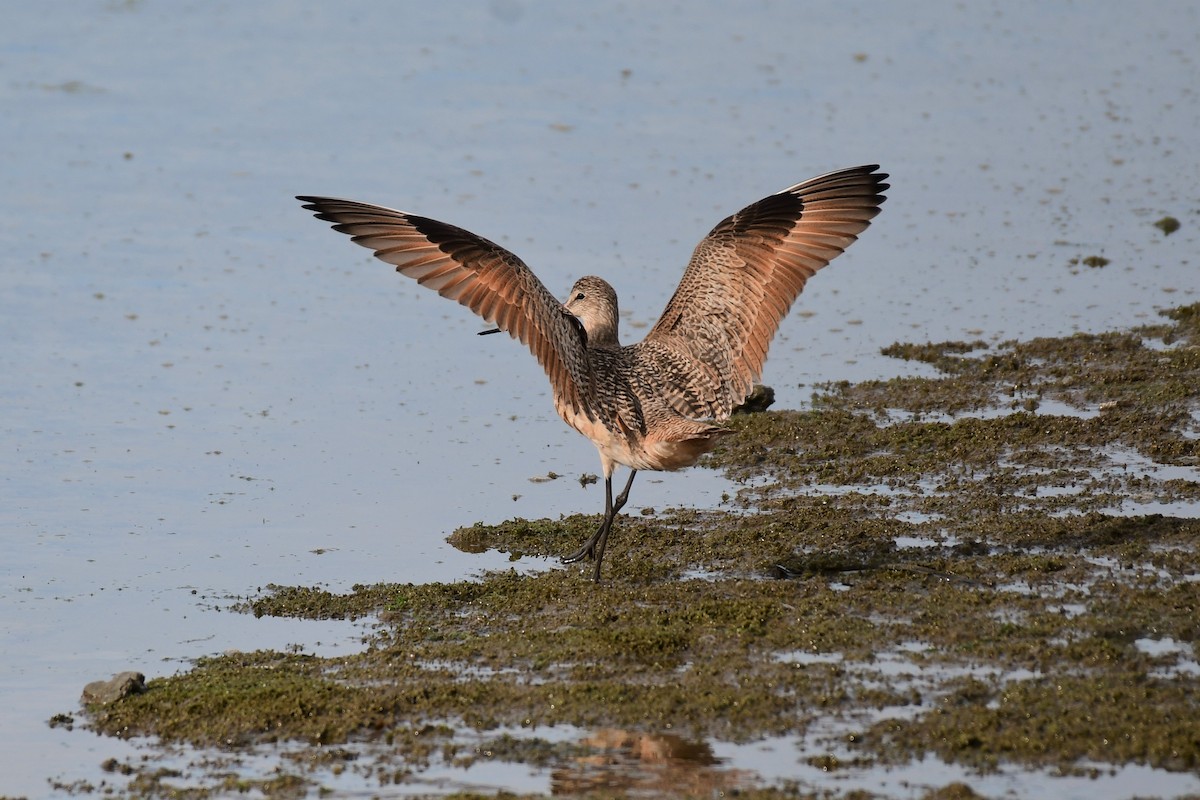 Marbled Godwit - ML321326921