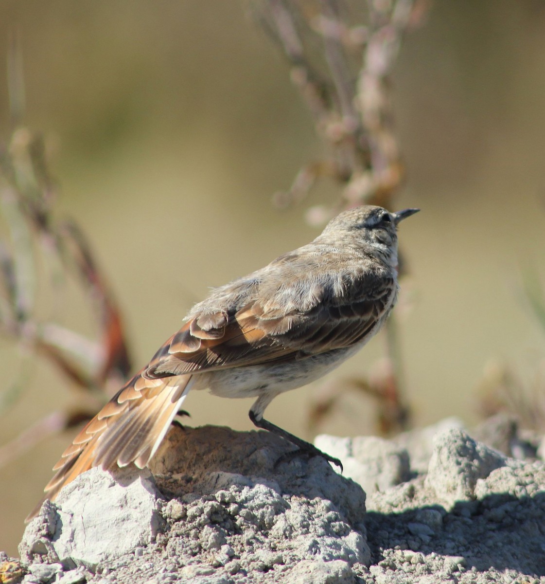 patagoniatunnelfugl - ML321329911