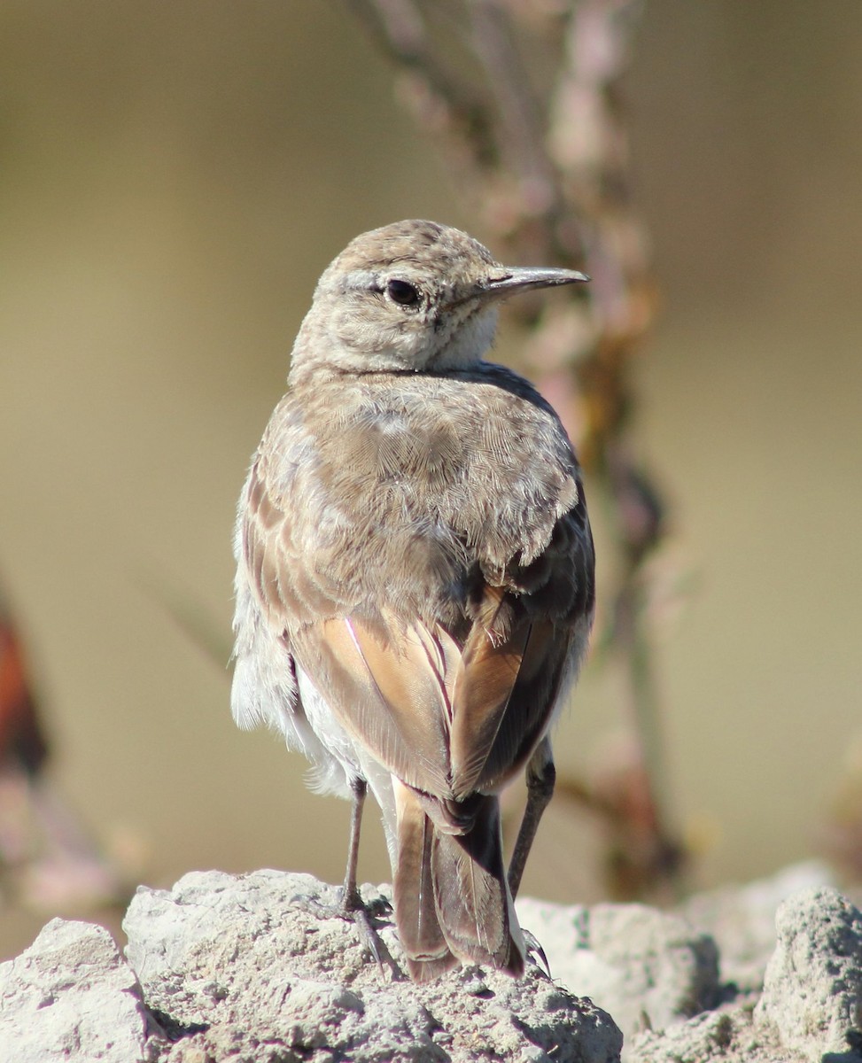 patagoniatunnelfugl - ML321329921