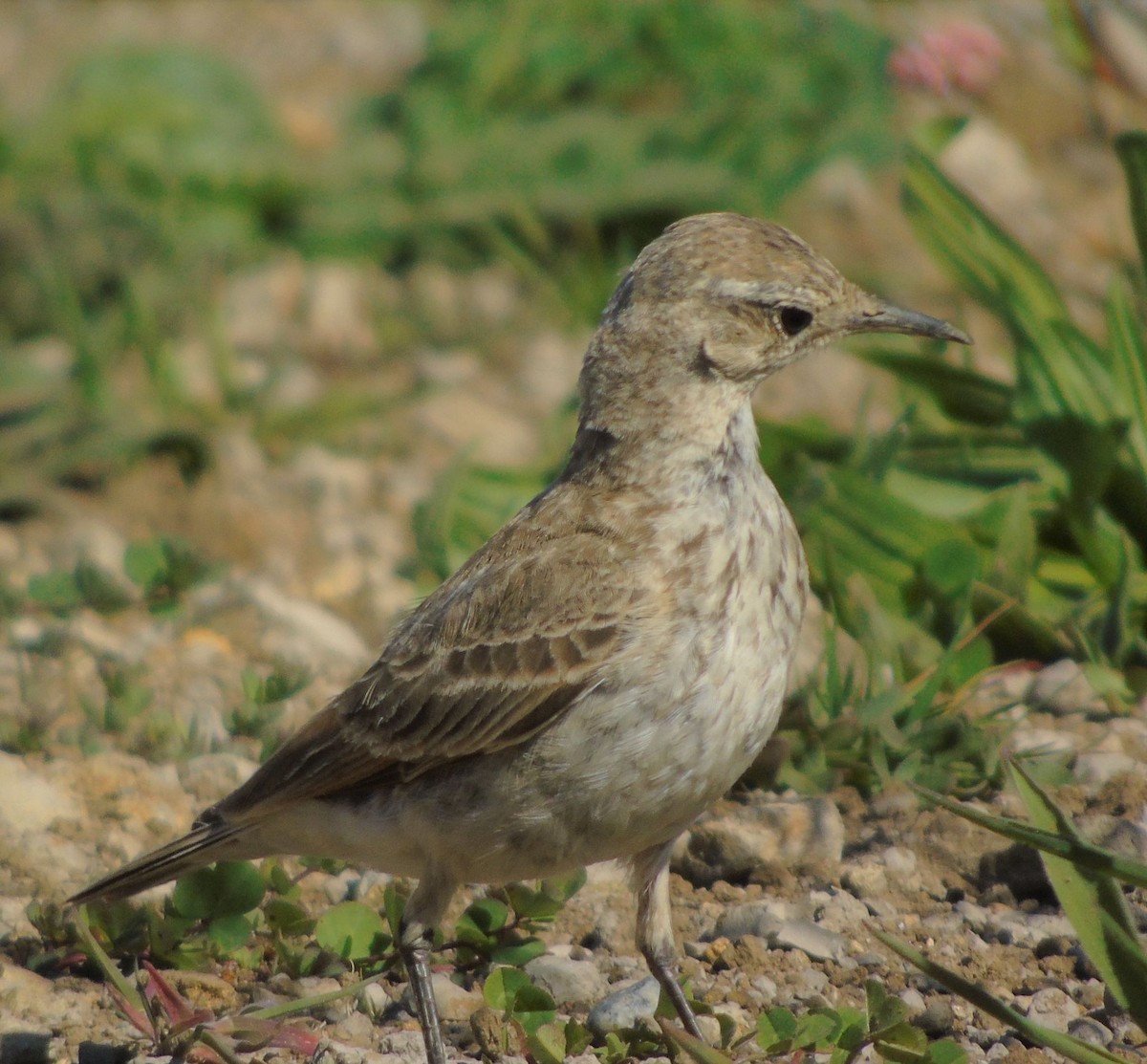 patagoniatunnelfugl - ML321329941