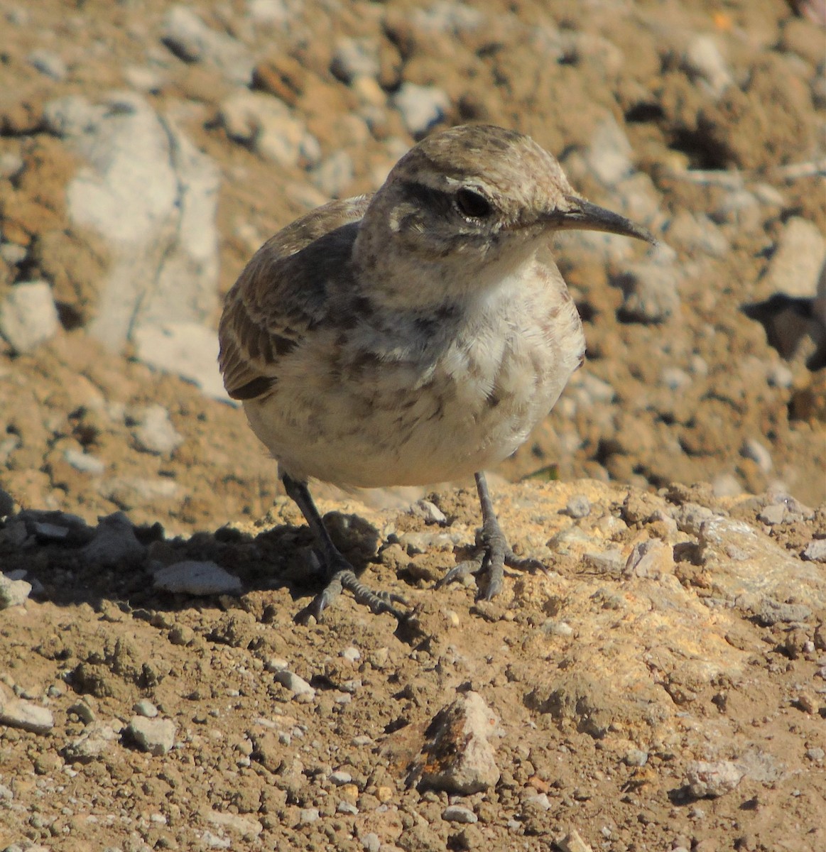 patagoniatunnelfugl - ML321329951