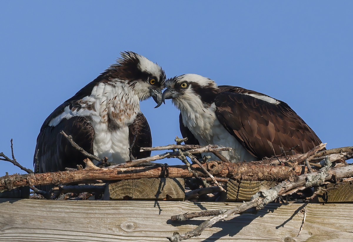 Osprey - ML321330121