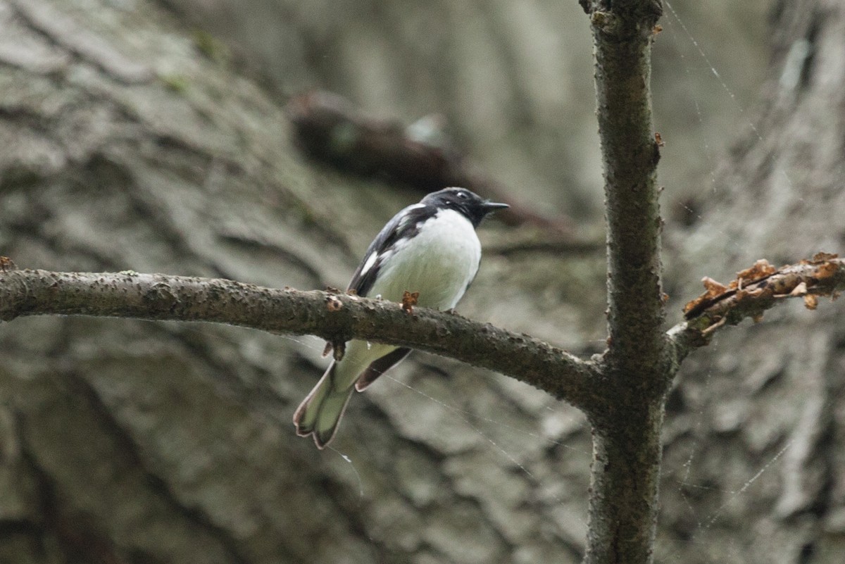 Black-throated Blue Warbler - Marcus Hunt