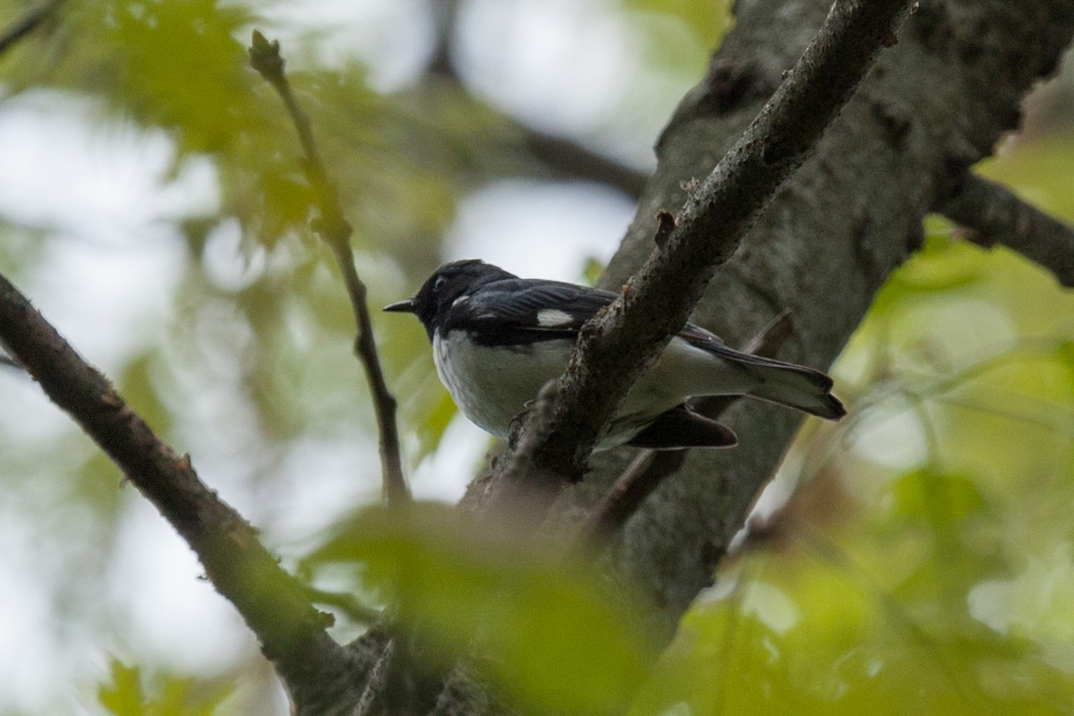 Black-throated Blue Warbler - ML321330701