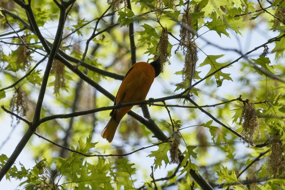 Oriole de Baltimore - ML321330811