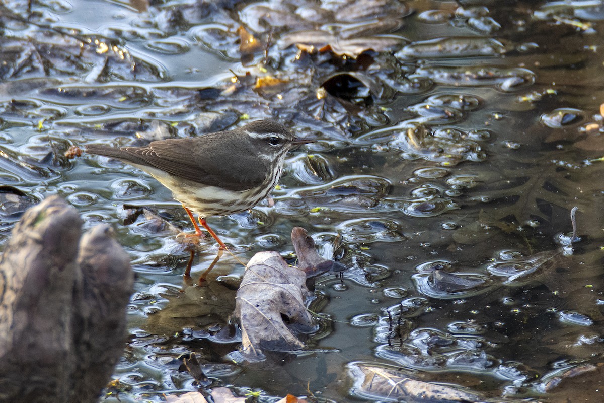 Louisiana Waterthrush - Margy Terpstra