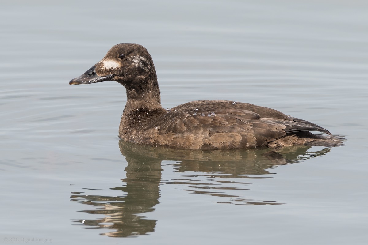 White-winged Scoter - Roy Chatburn