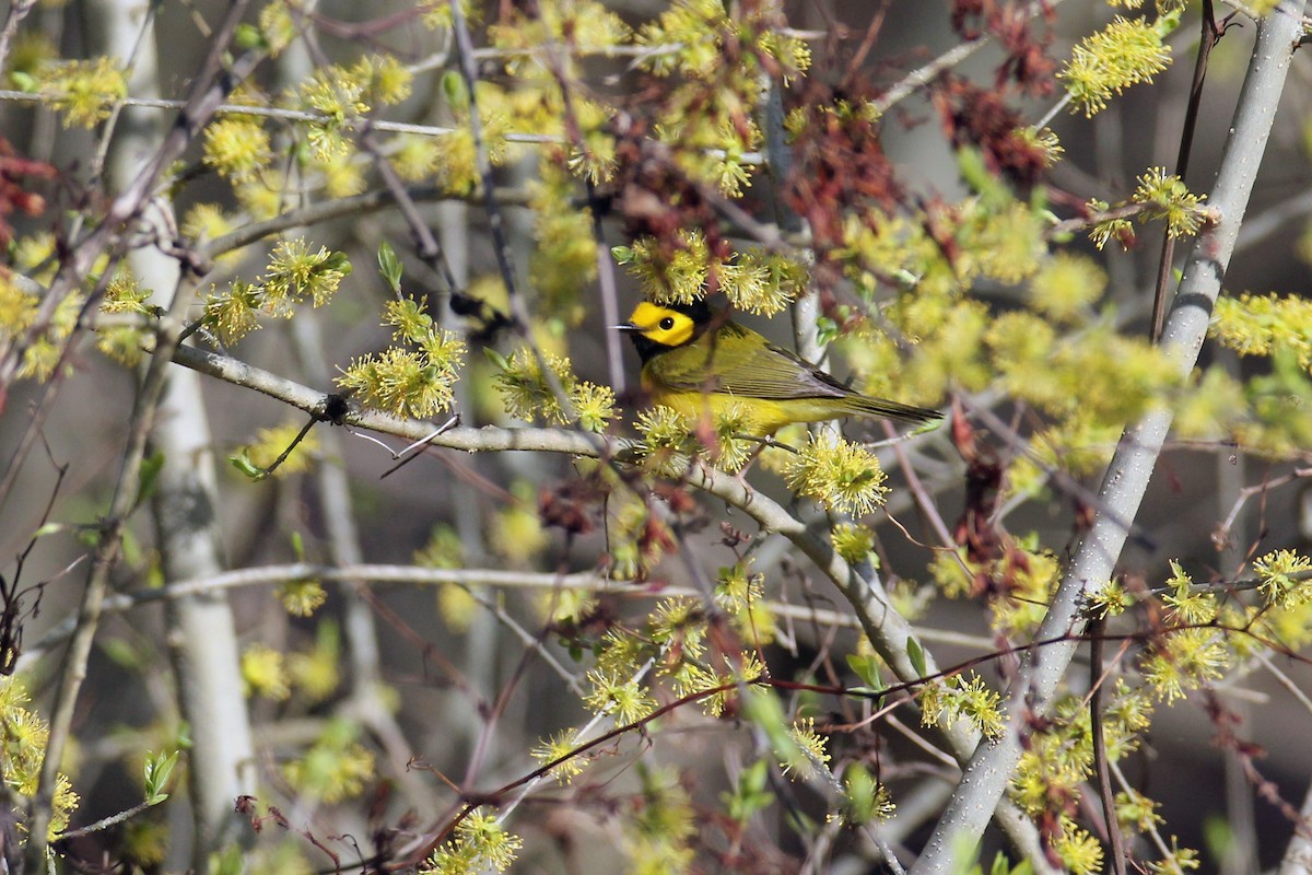 Hooded Warbler - Timothy P. Jones