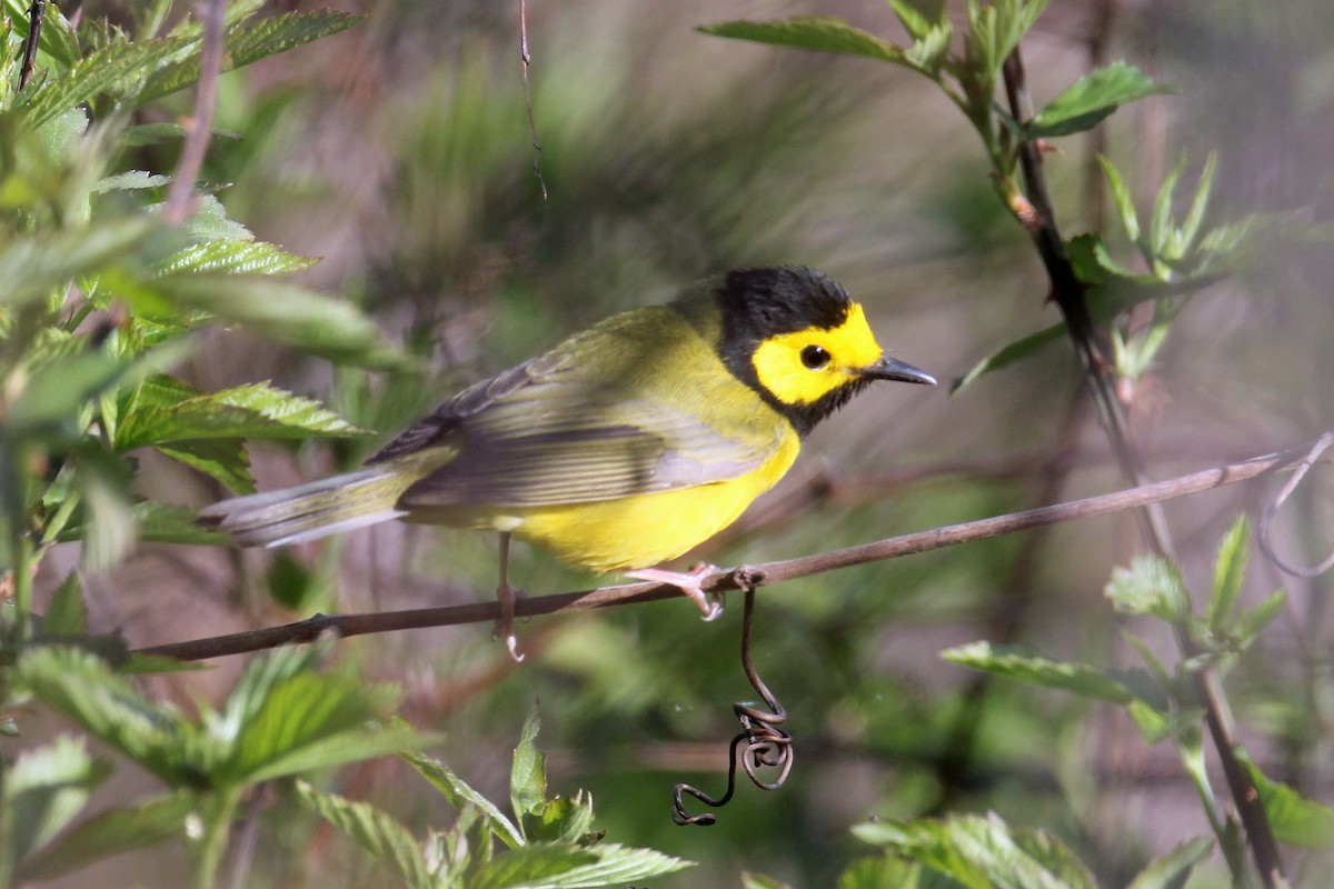 Hooded Warbler - ML321331641