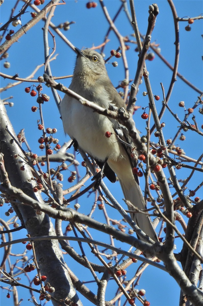 Northern Mockingbird - ML321332271