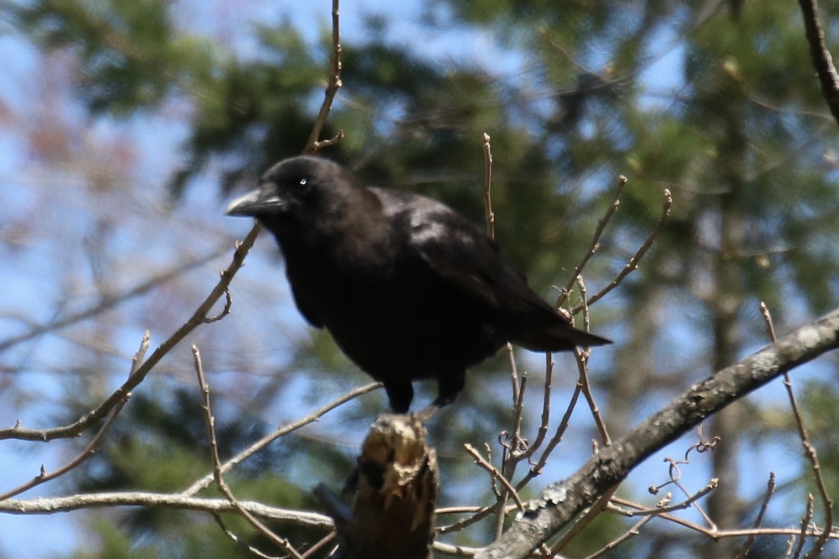 American Crow - ML321332441
