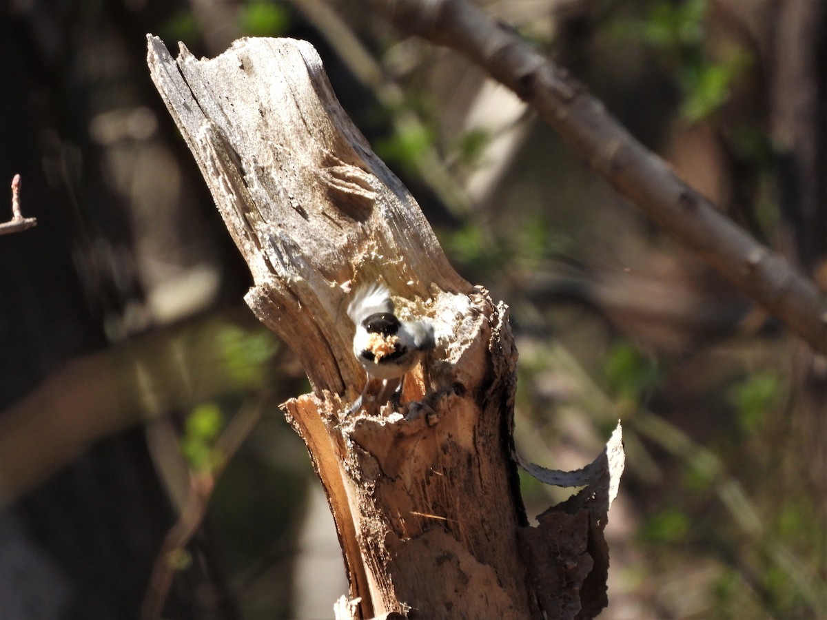Black-capped Chickadee - ML321333541