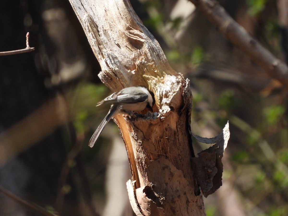 Black-capped Chickadee - ML321333551