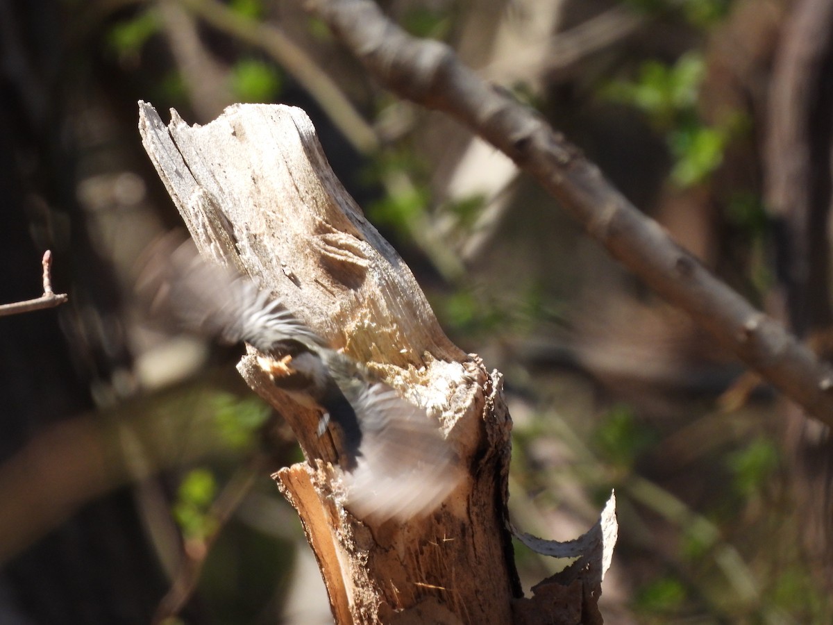 Black-capped Chickadee - ML321333581