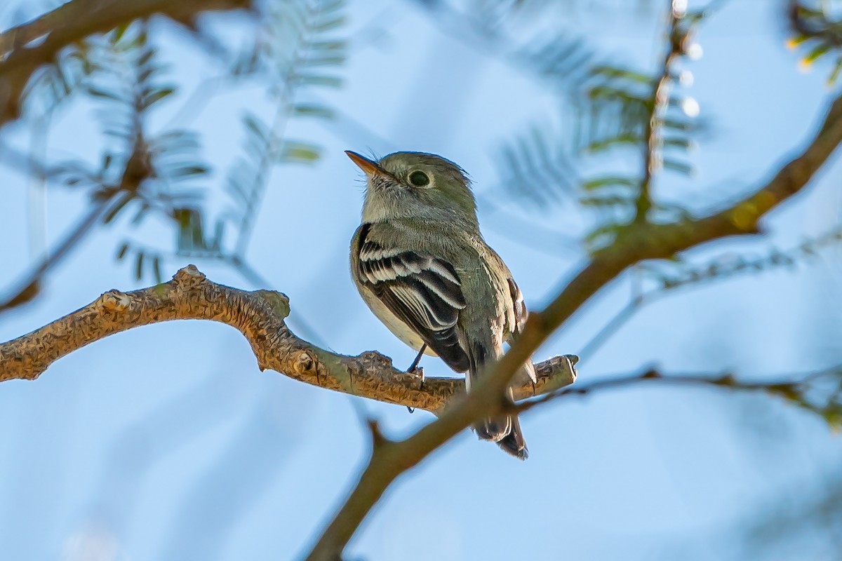 Hammond's Flycatcher - ML321338521