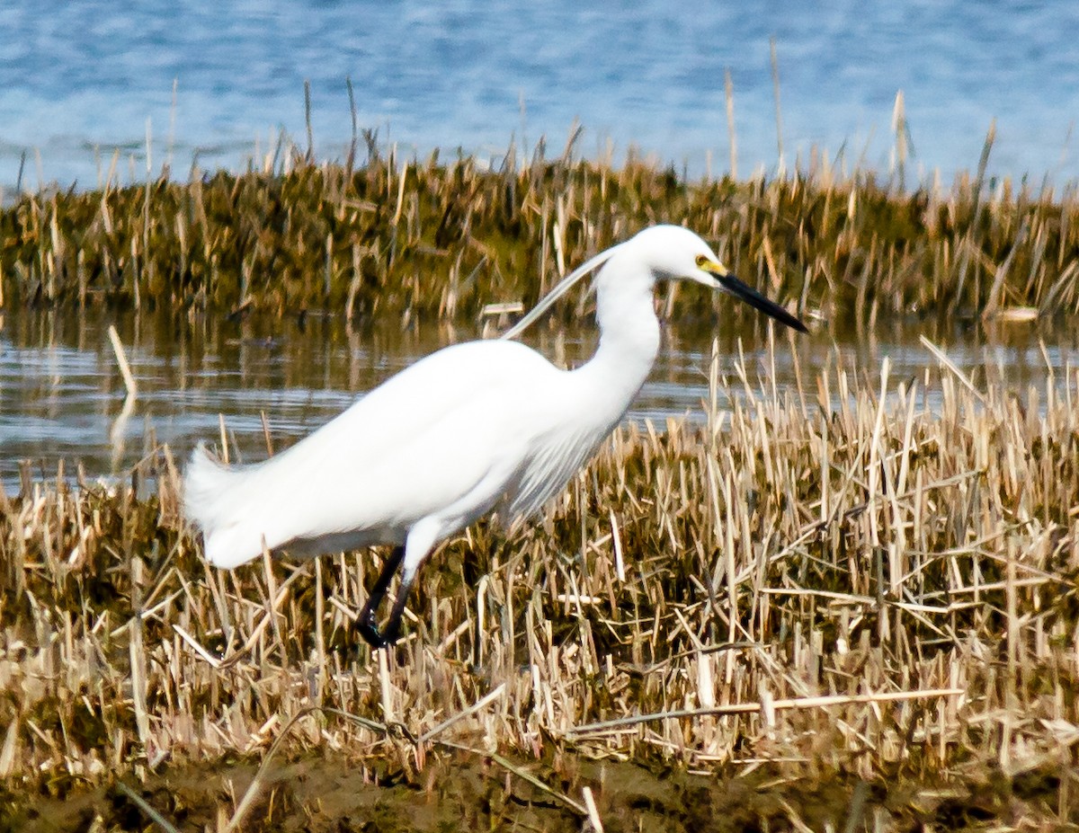 Snowy x Little Egret (hybrid) - Donald Thompson