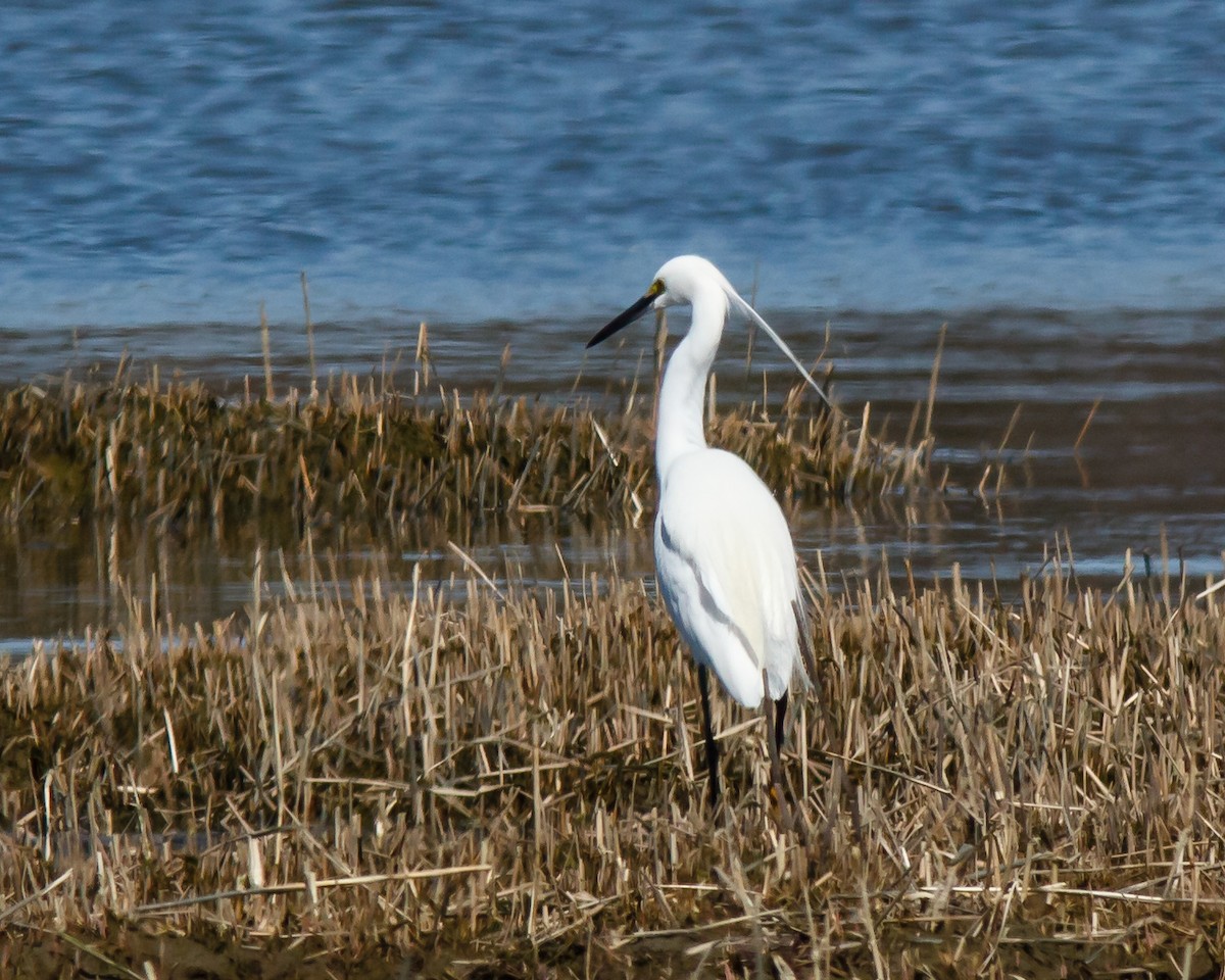 Snowy x Little Egret (hybrid) - Donald Thompson