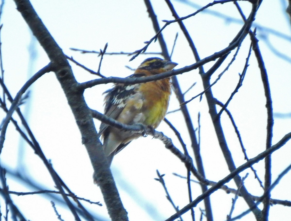 Black-headed Grosbeak - ML321342481