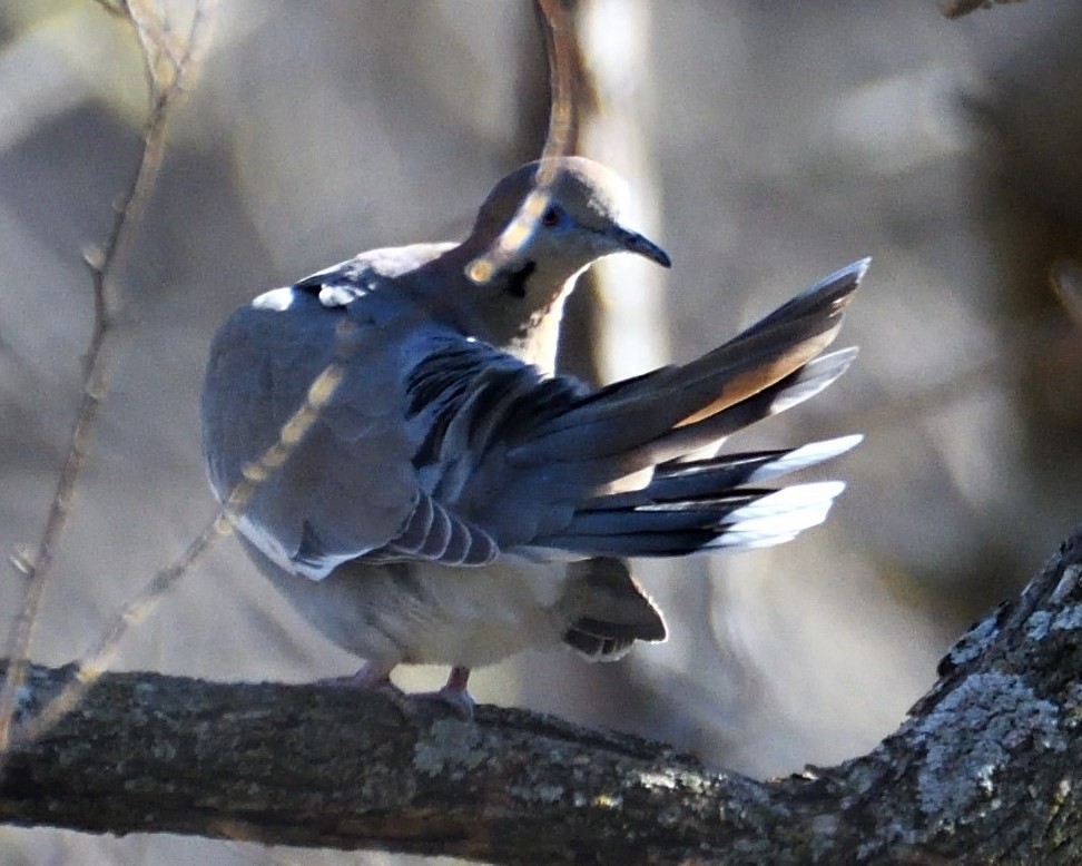 White-winged Dove - Mike Beck