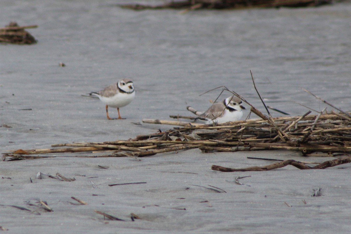 Piping Plover - ML321343851