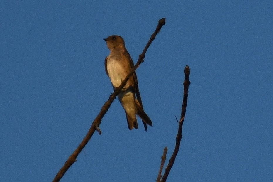 Northern Rough-winged Swallow - ML321343861