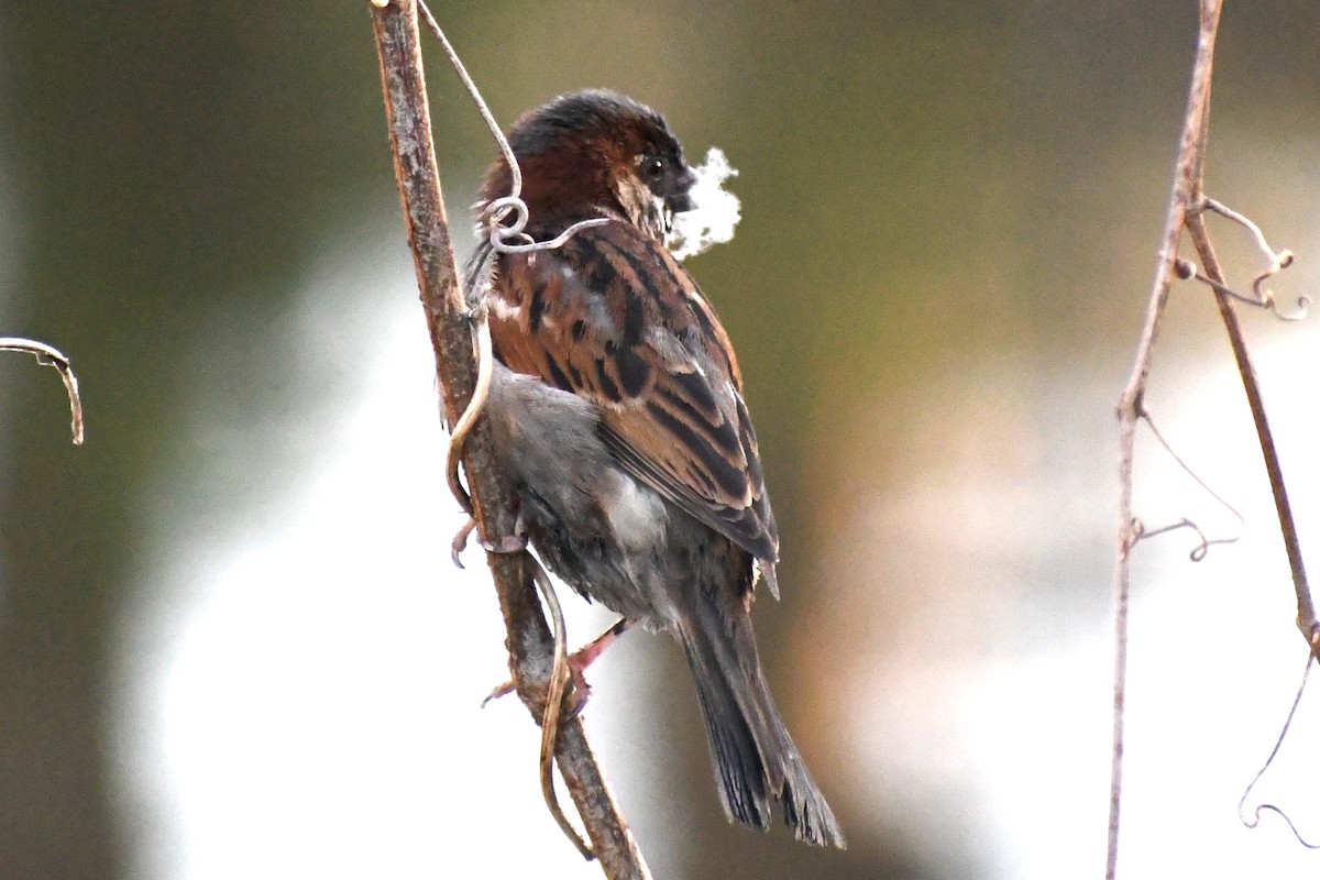 House Sparrow - ML321344001