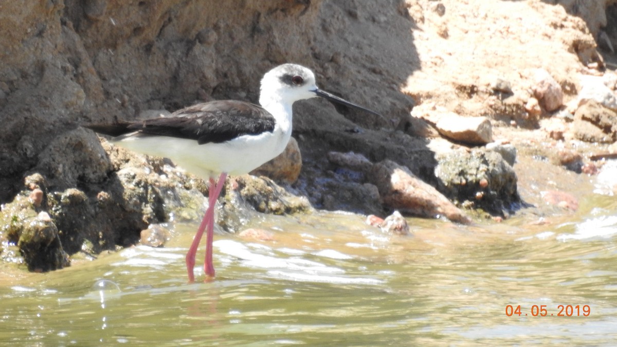 Black-winged Stilt - ML321344761