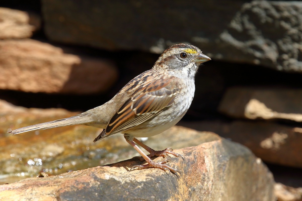 White-throated Sparrow - ML321347761