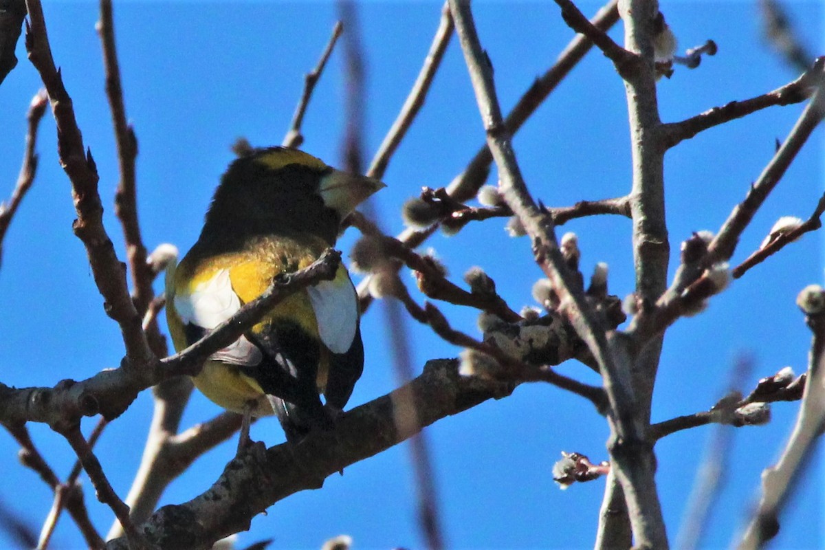 Evening Grosbeak - ML321350151