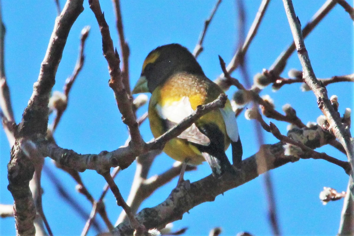 Evening Grosbeak - ML321350161