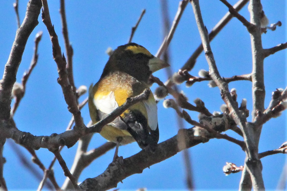Evening Grosbeak - ML321350171