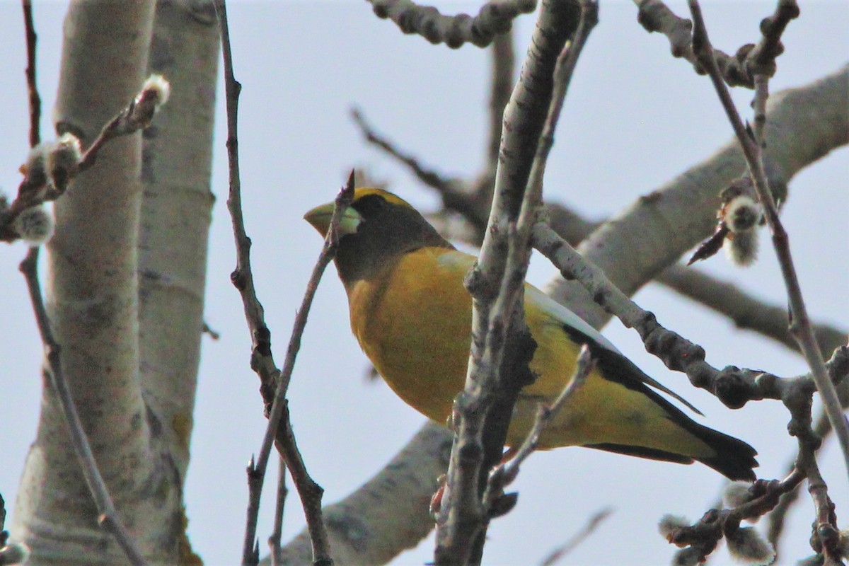 Evening Grosbeak - ML321350181