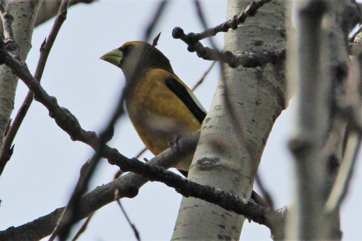Evening Grosbeak - ML321350191