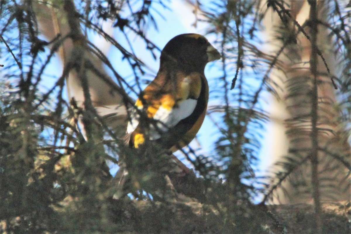 Evening Grosbeak - ML321350201
