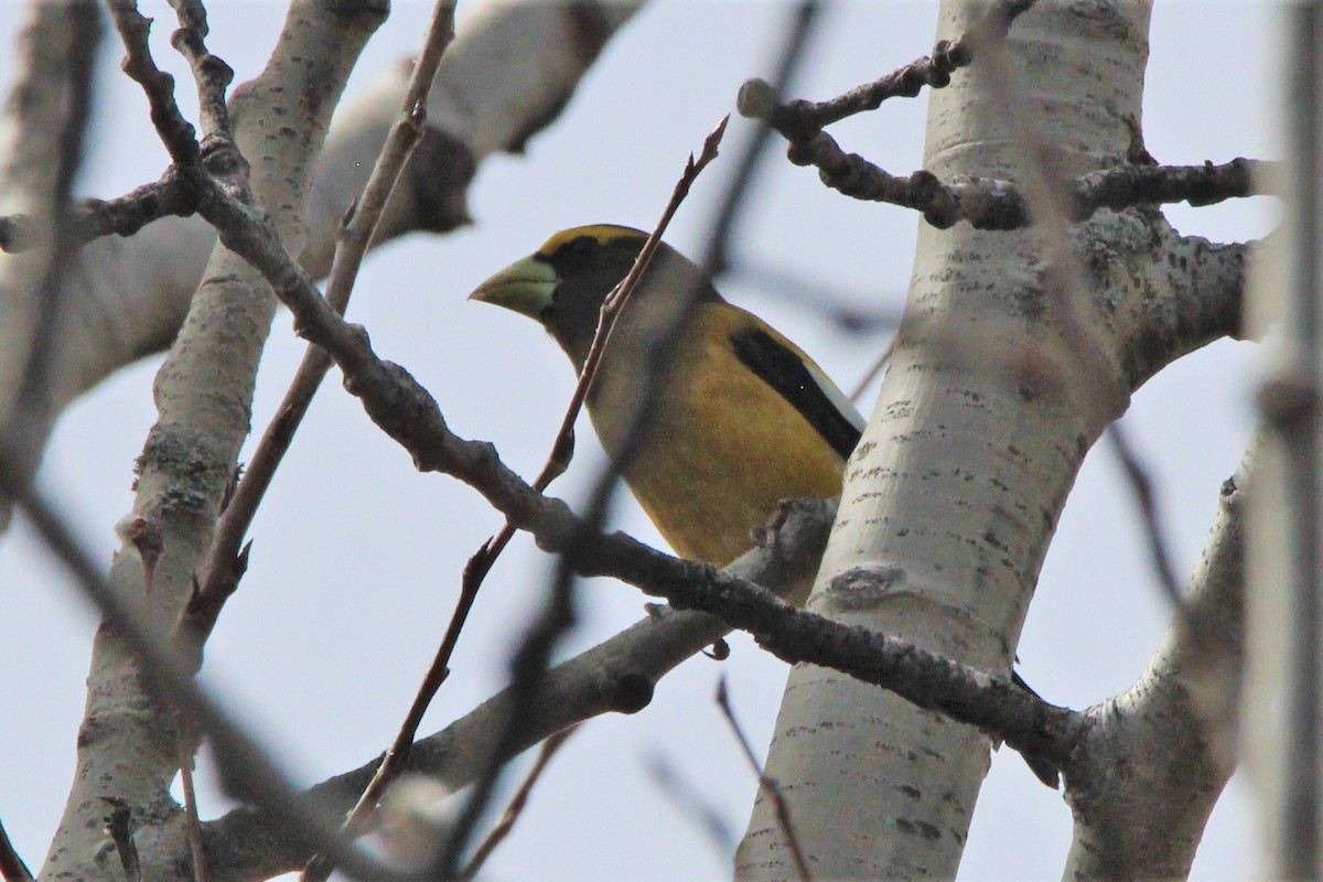 Evening Grosbeak - ML321350221