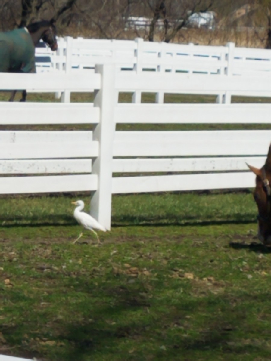Western Cattle-Egret - ML321350511